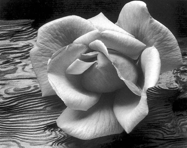 Ansel Adams Rose Driftwood